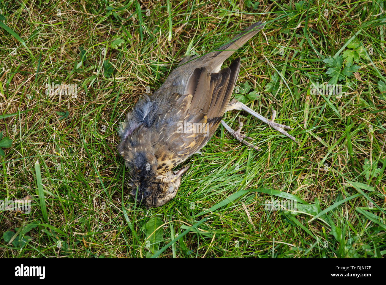 Dead bird in the grass Stock Photo