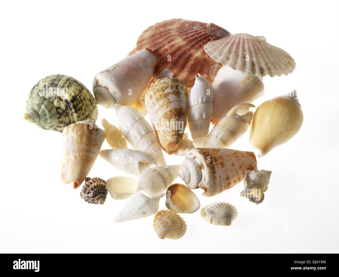 Selection of sea shells Stock Photo - Alamy