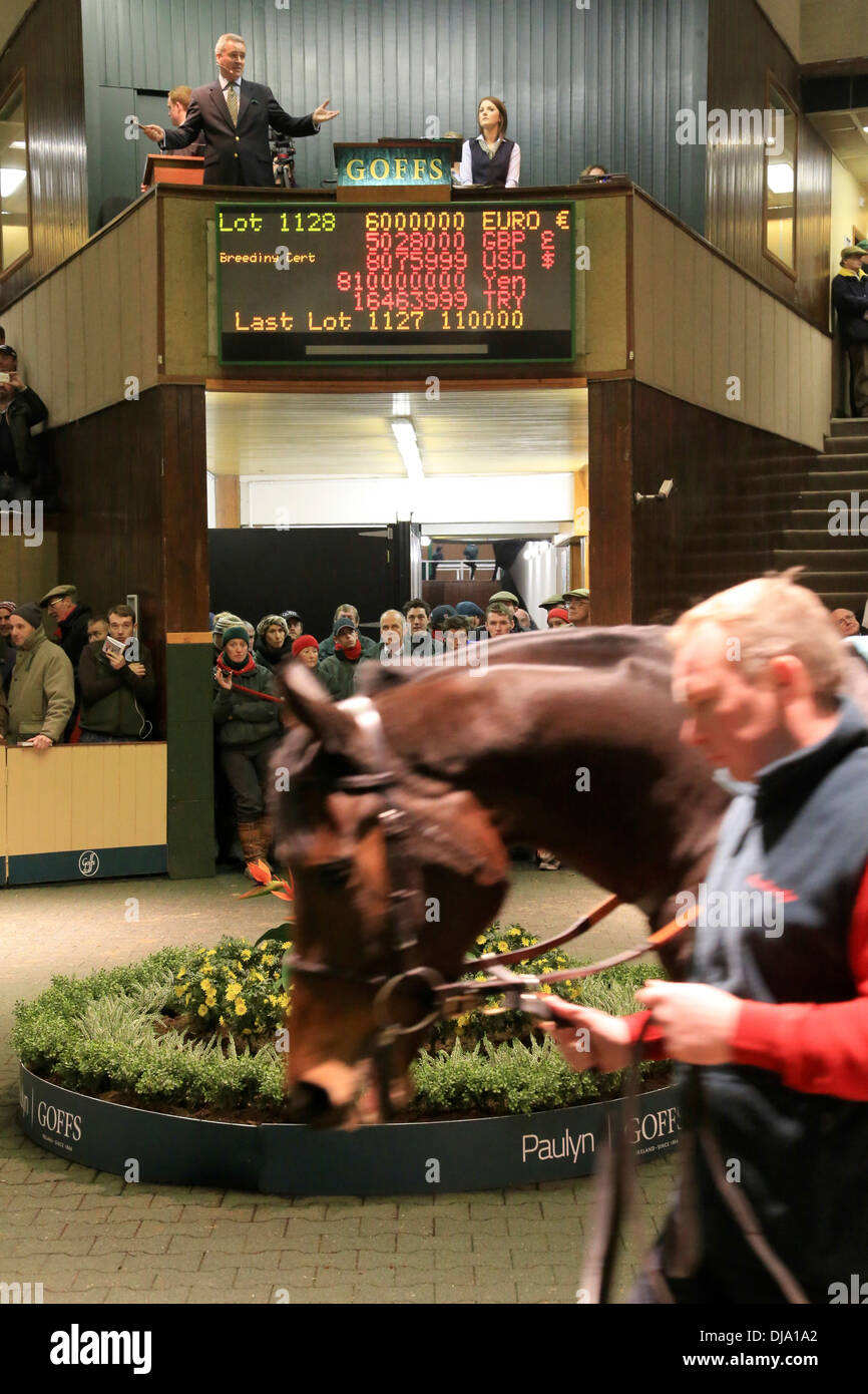 22/12/2013, Ireland. Racehorse winner Chicquita the most expensive horse ever sold at