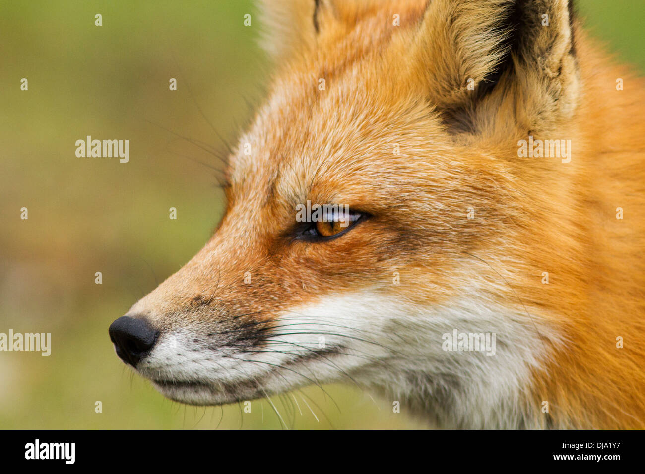 Spectacular red fox portrait Stock Photo