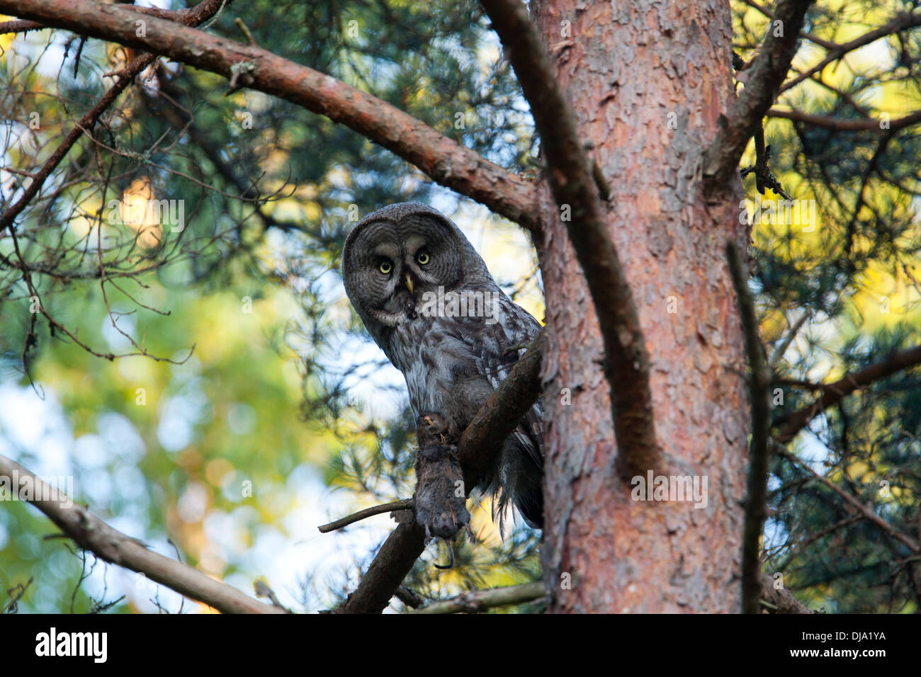 Field mouse hires stock photography and images Alamy