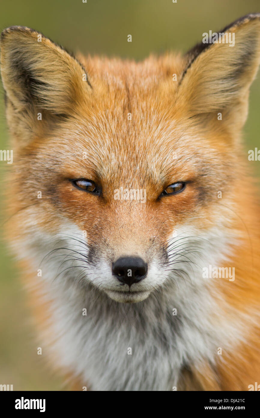 Spectacular red fox portrait Stock Photo