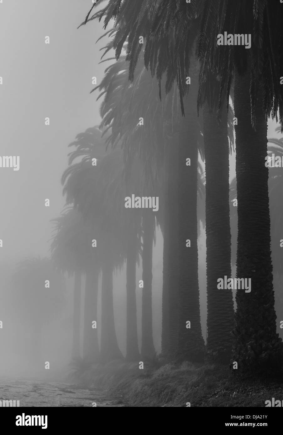 Giant Old Palm trees line the Beach at Refugio State Beach Near Santa Barbara California USA Stock Photo