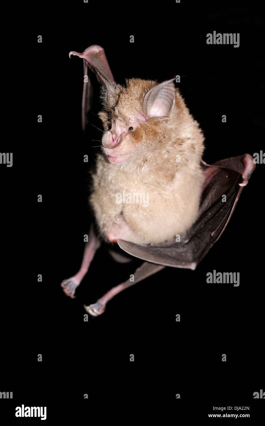 Vertical portrait of greater horseshoe bat, Rhinolophus ferrumequinum, flying at night. Stock Photo