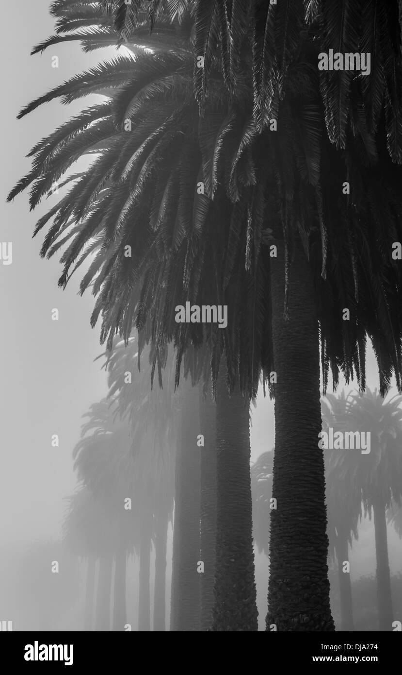 Giant Old Palm trees line the Beach at Refugio State Beach Near Santa Barbara California USA Stock Photo