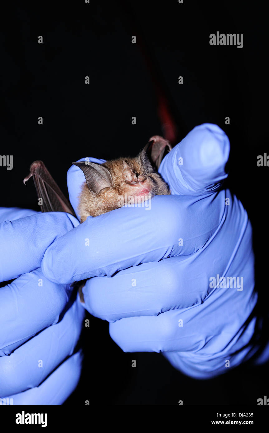 Vertical portrait of researcher at work with a captured greater horseshoe bat, Rhinolophus ferrumequinum, in his hands at night. Stock Photo
