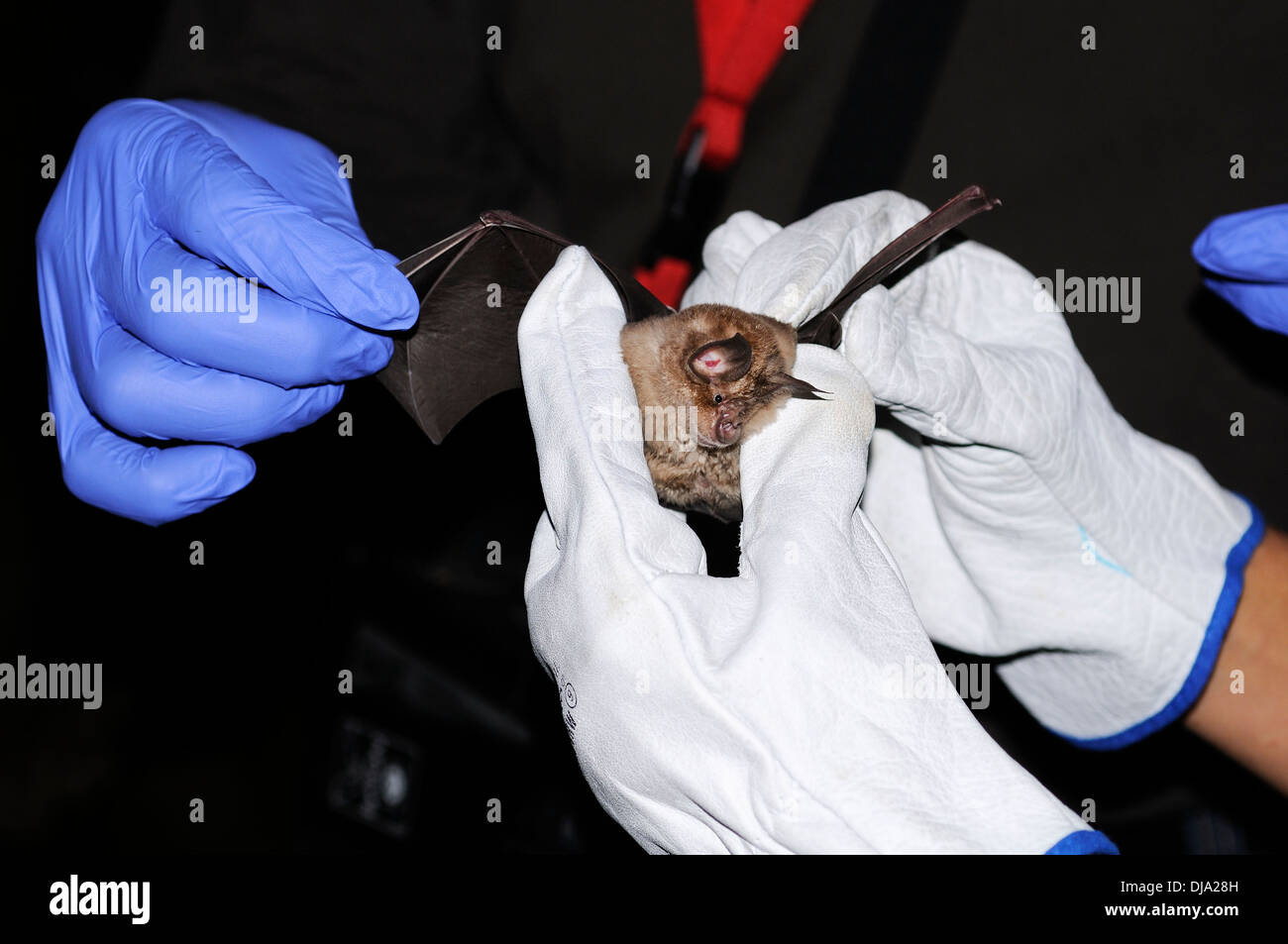 Horizontal portrait of two researchers at work with a captured greater horseshoe bat in their hands at night. Stock Photo