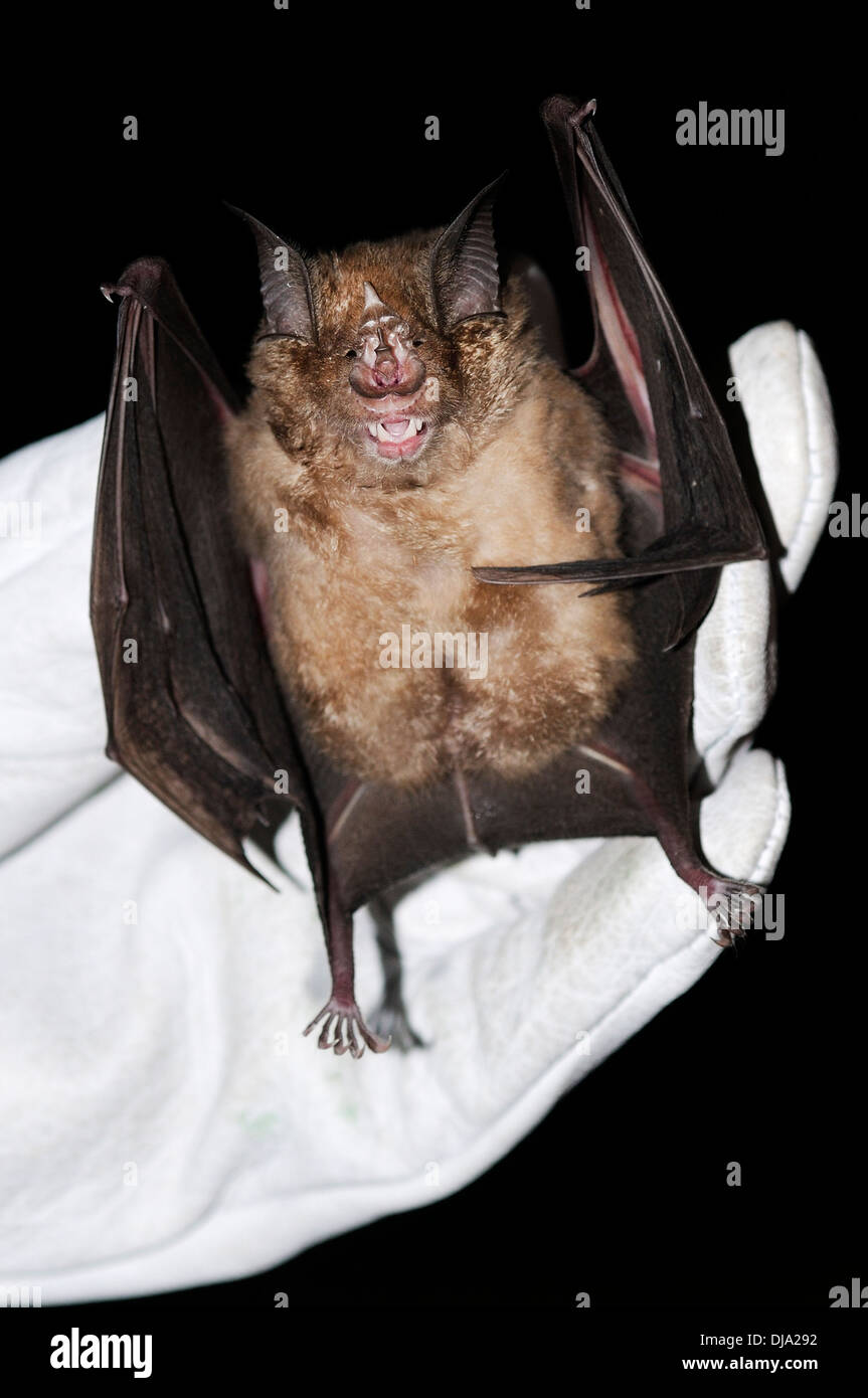 Vertical portrait of captured greater horseshoe bat, Rhinolophus ferrumequinum, in researcher hands at night. Stock Photo