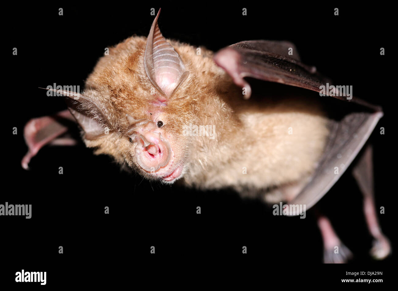 Horizontal portrait of greater horseshoe bat, Rhinolophus ferrumequinum, flying at night. Stock Photo