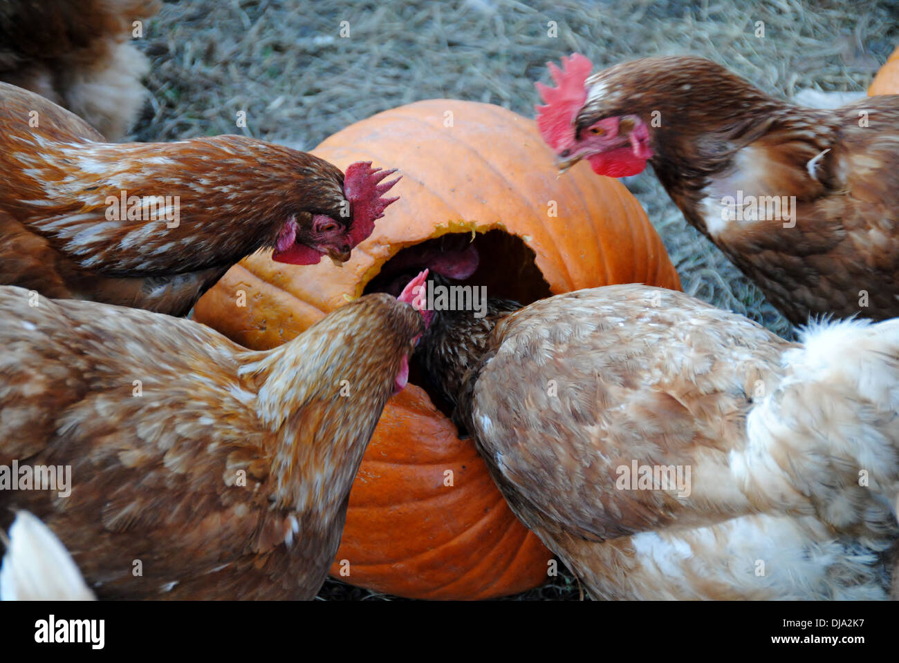Chickens Eating Stock Photos & Chickens Eating Stock Images Alamy