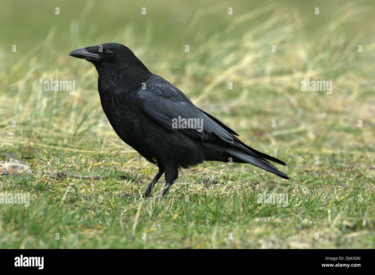 Carrion Crow Corvus corone corone Stock Photo