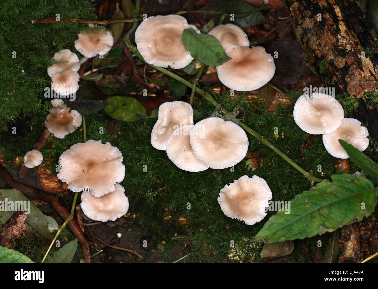 Blackedge Bonnet, Mycena pelianthina, Mycenaceae. White Woodland Fungi. Stock Photo