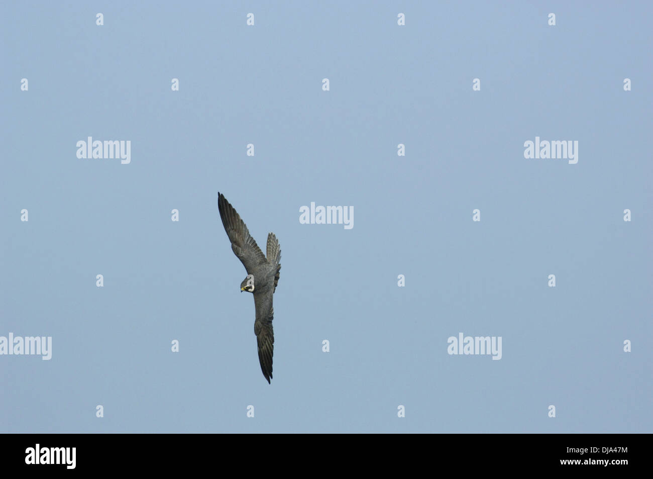 Hobby Falco subbuteo Stock Photo