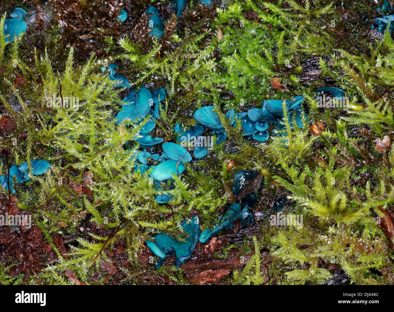 Chlorociboria hi-res stock photography and images - Alamy