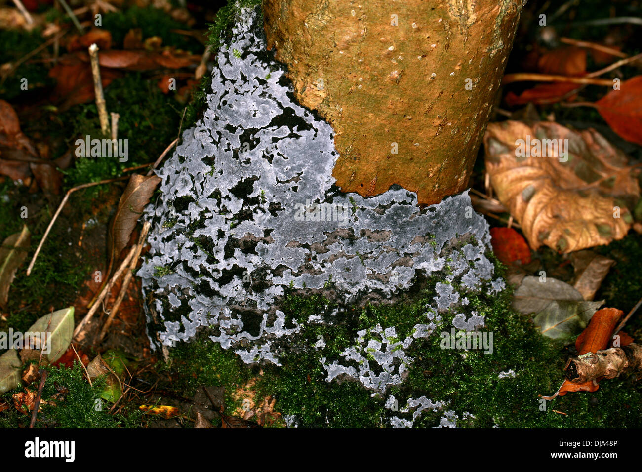 Brittle Cinder Fungus, Kretzschmaria deusta, Xylariaceae. Syn. Ustulina