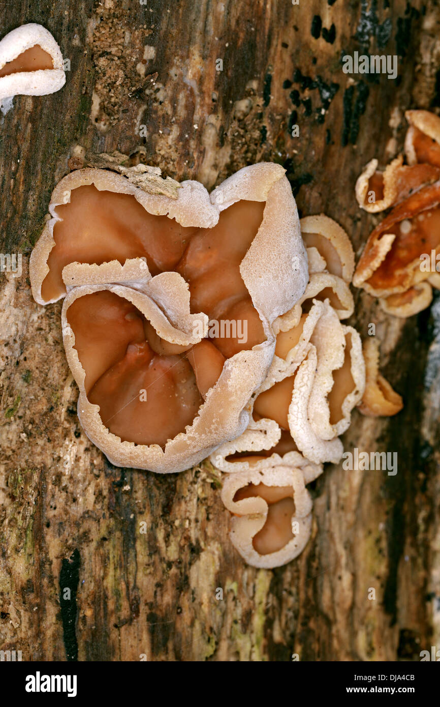 Peziza fungi hires stock photography and images Alamy