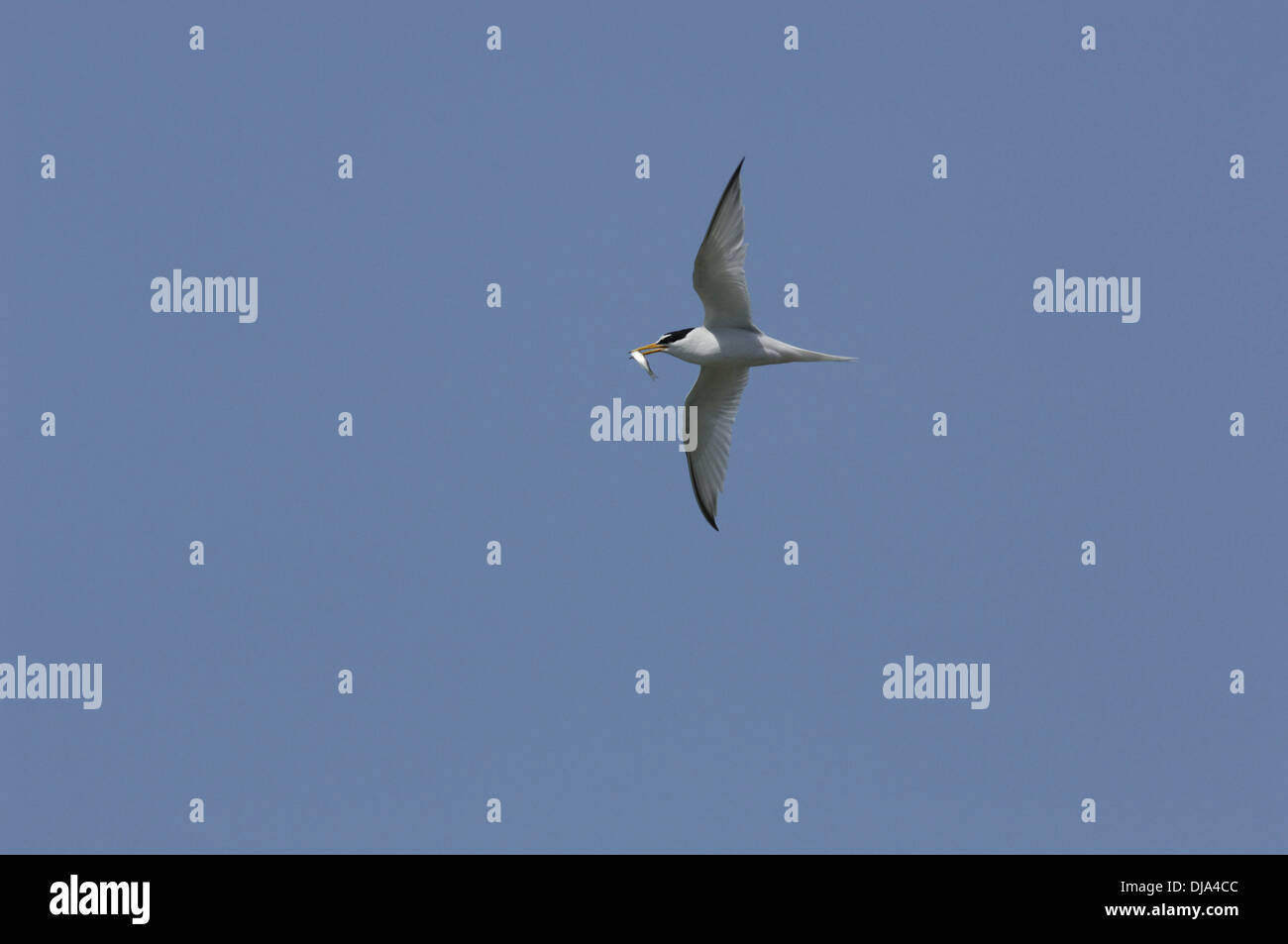 Little Tern Sterna albifrons Stock Photo