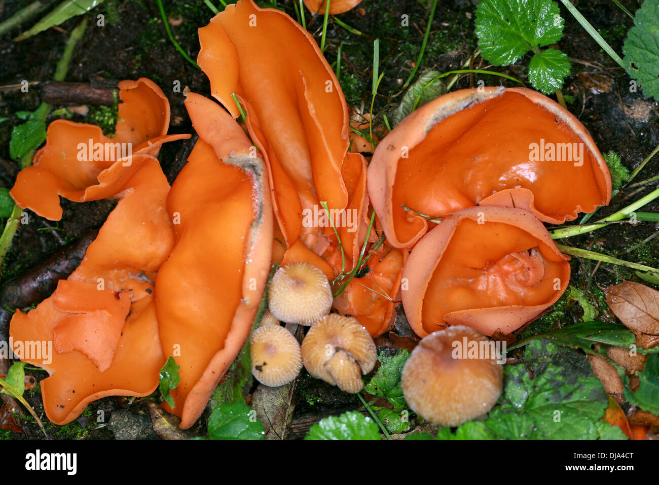 Orange Peel Fungus, Aleuria aurantia, Pyronemataceae. Stock Photo