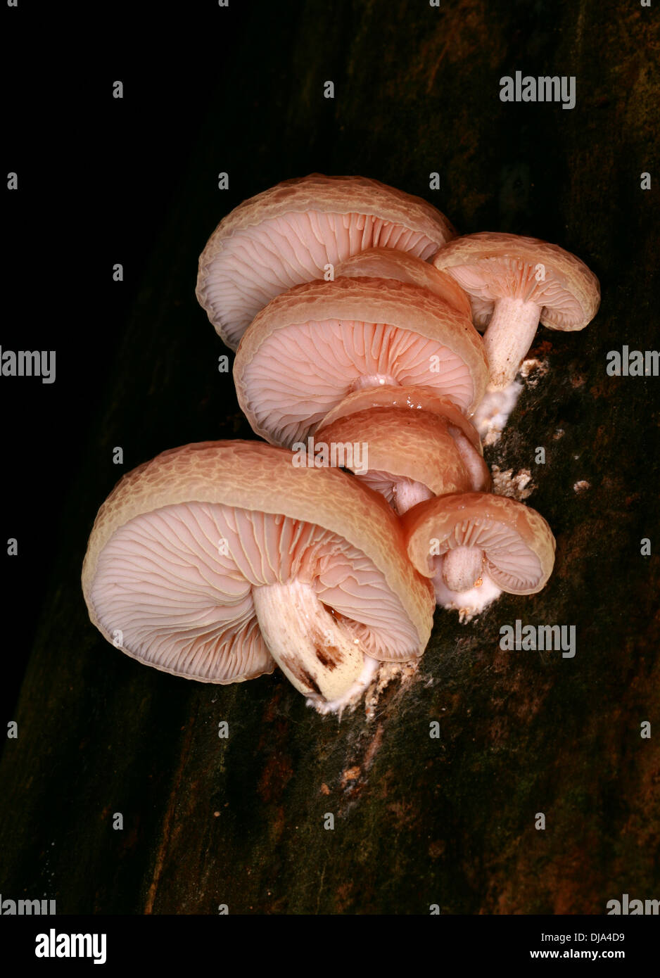 Wrinkled peach mushroom hi-res stock photography and images - Alamy