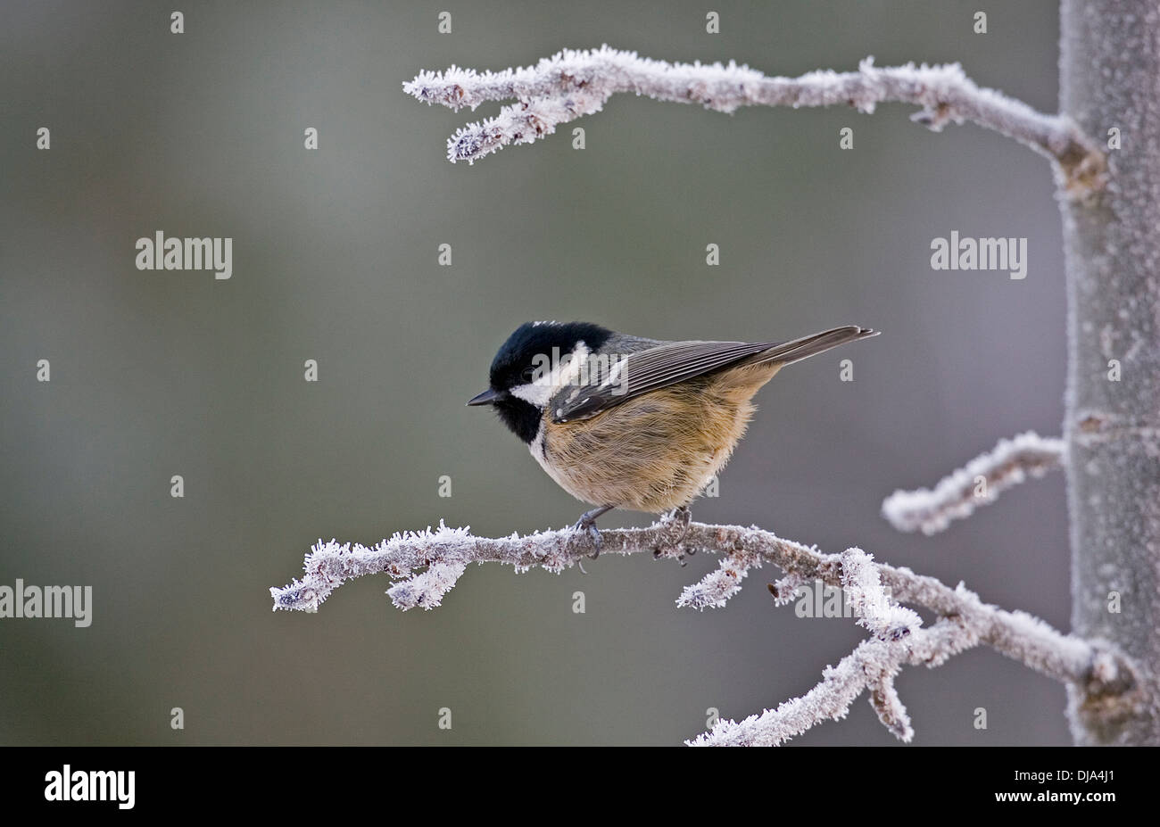 Coal Tit Periparus ater Stock Photo Alamy