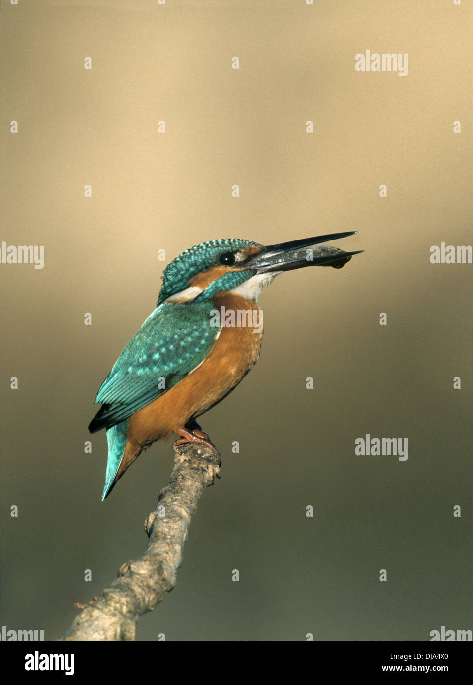 Kingfisher Alcedo atthis Stock Photo