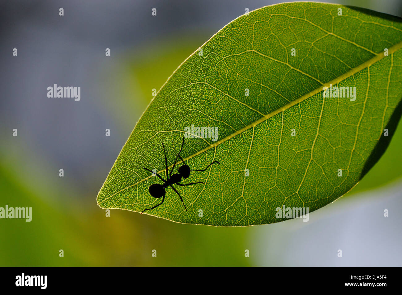 Ant silhoutte Stock Photo