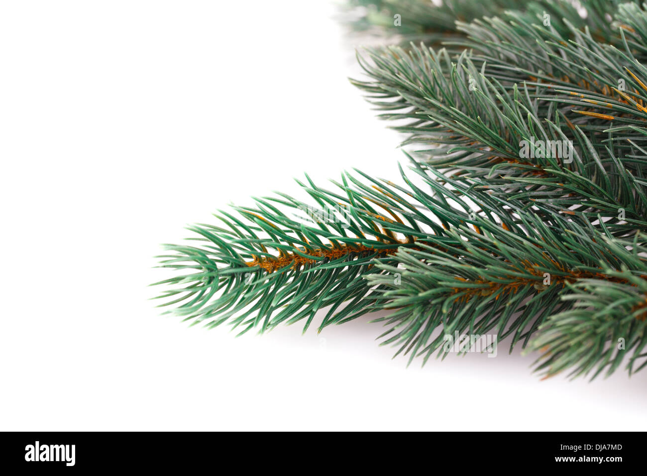 Christmas tree branch isolated on white background Stock Photo - Alamy