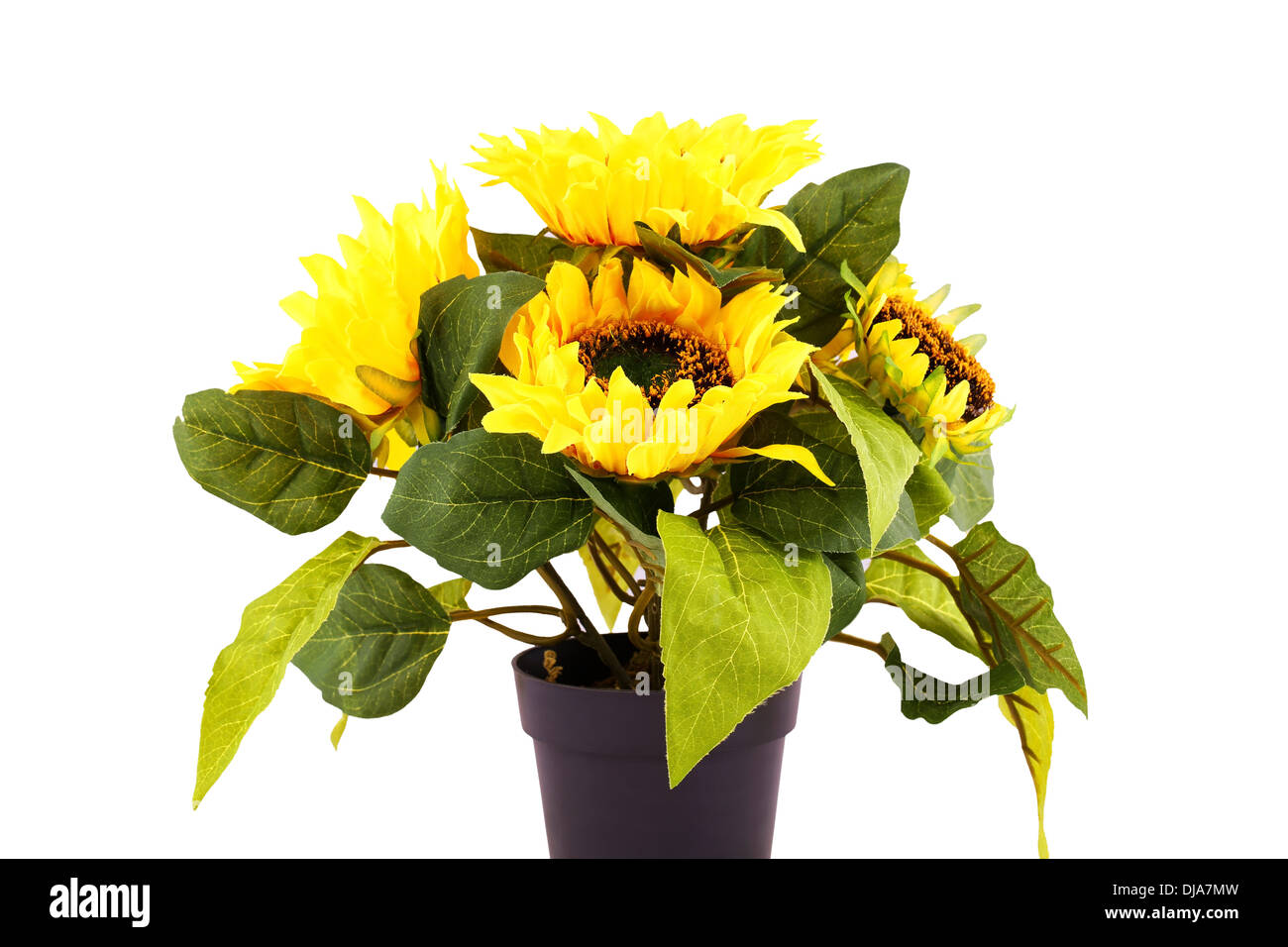 Sunflowers in vase isolated on white background Stock Photo - Alamy