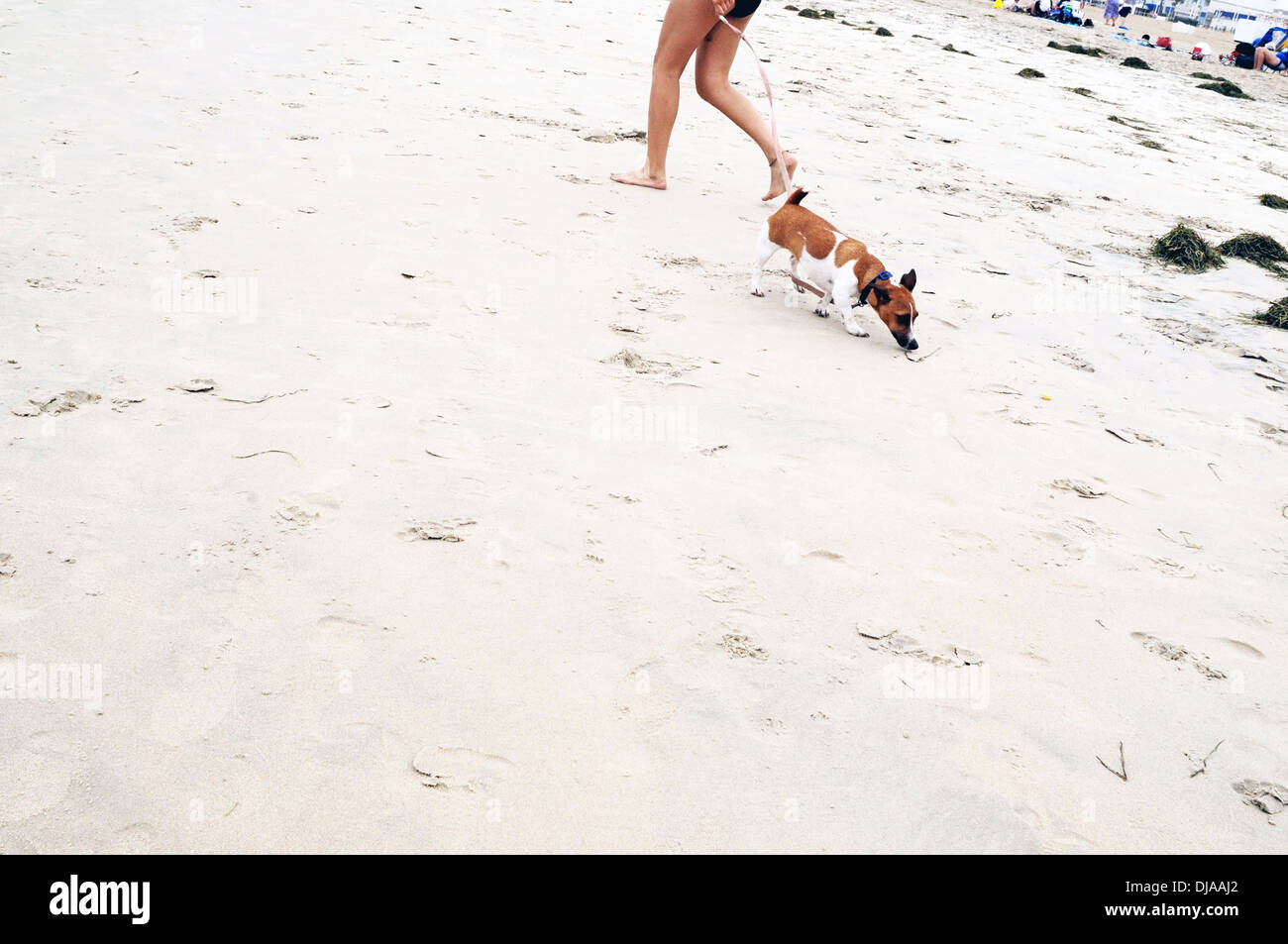 Virginia dog hires stock photography and images Alamy