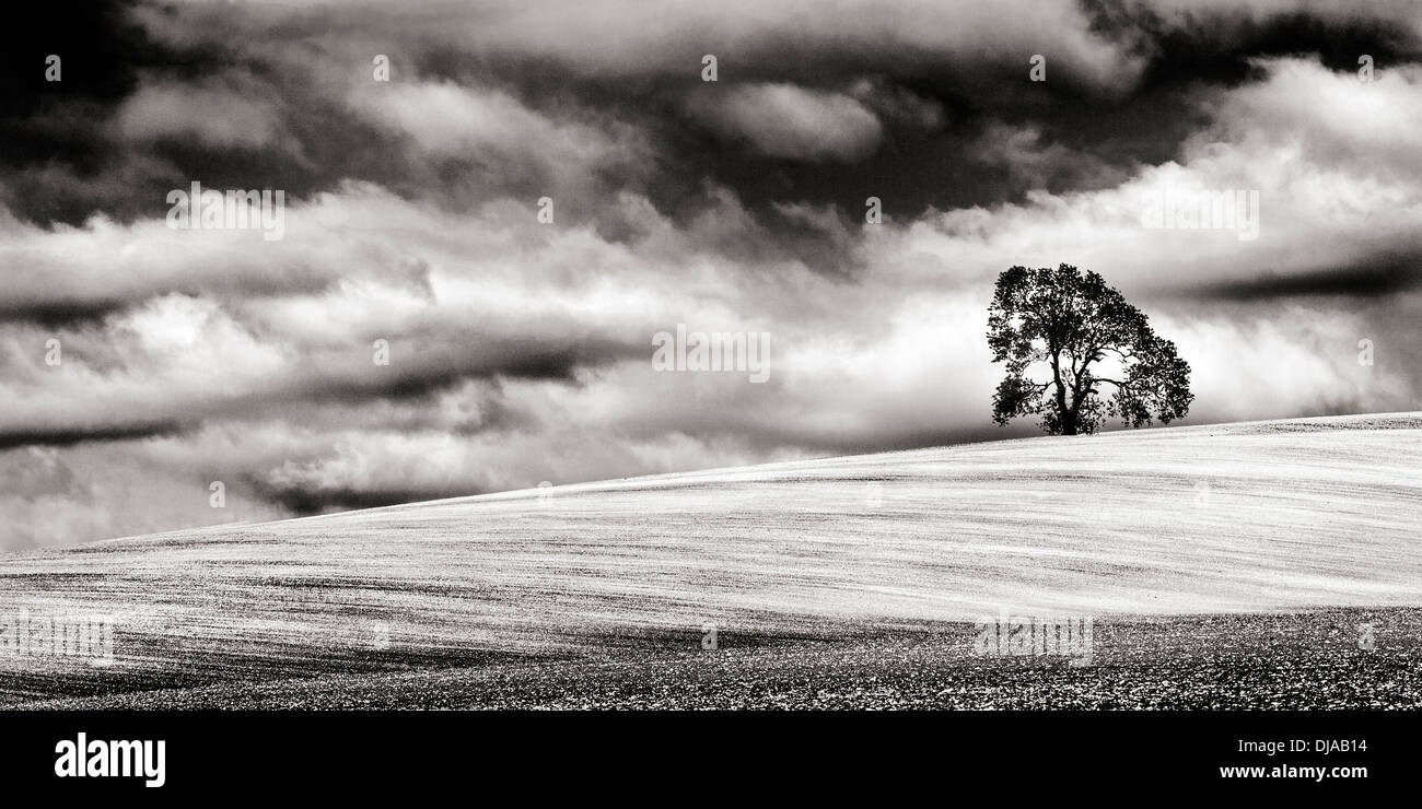 Minimalist monochrome image of a lone tree atop a sloping chalky field in Wiltshire, UK. Stock Photo