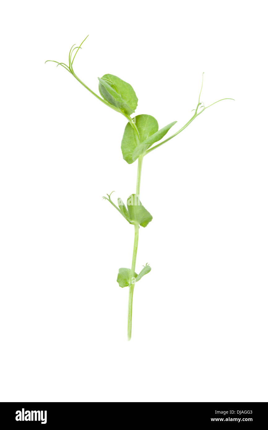 Pea Shoot and Tendrils isolated on white background with shallow depth of field Stock Photo