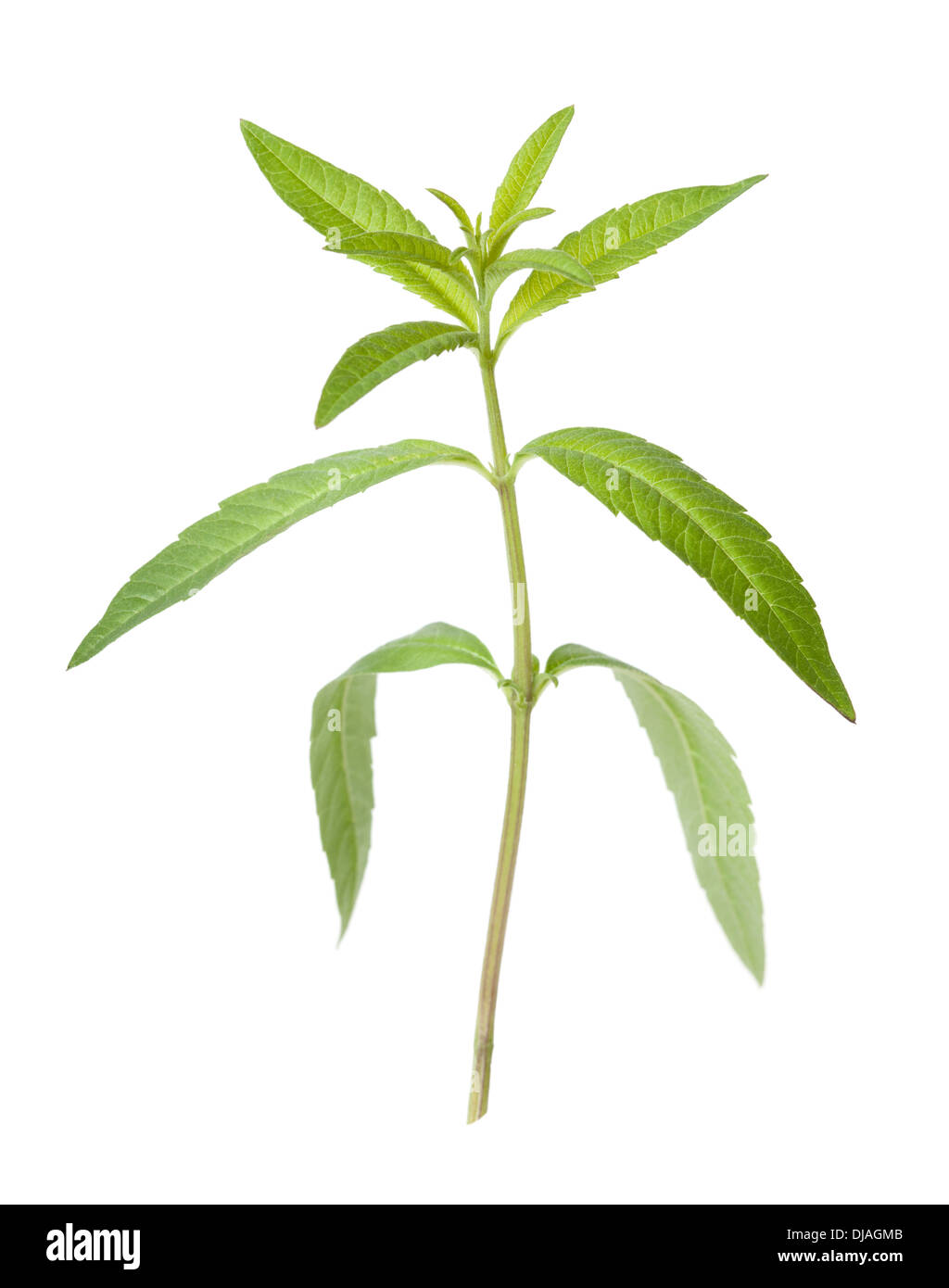 Lemon Verbena – Herb Extraordinaire