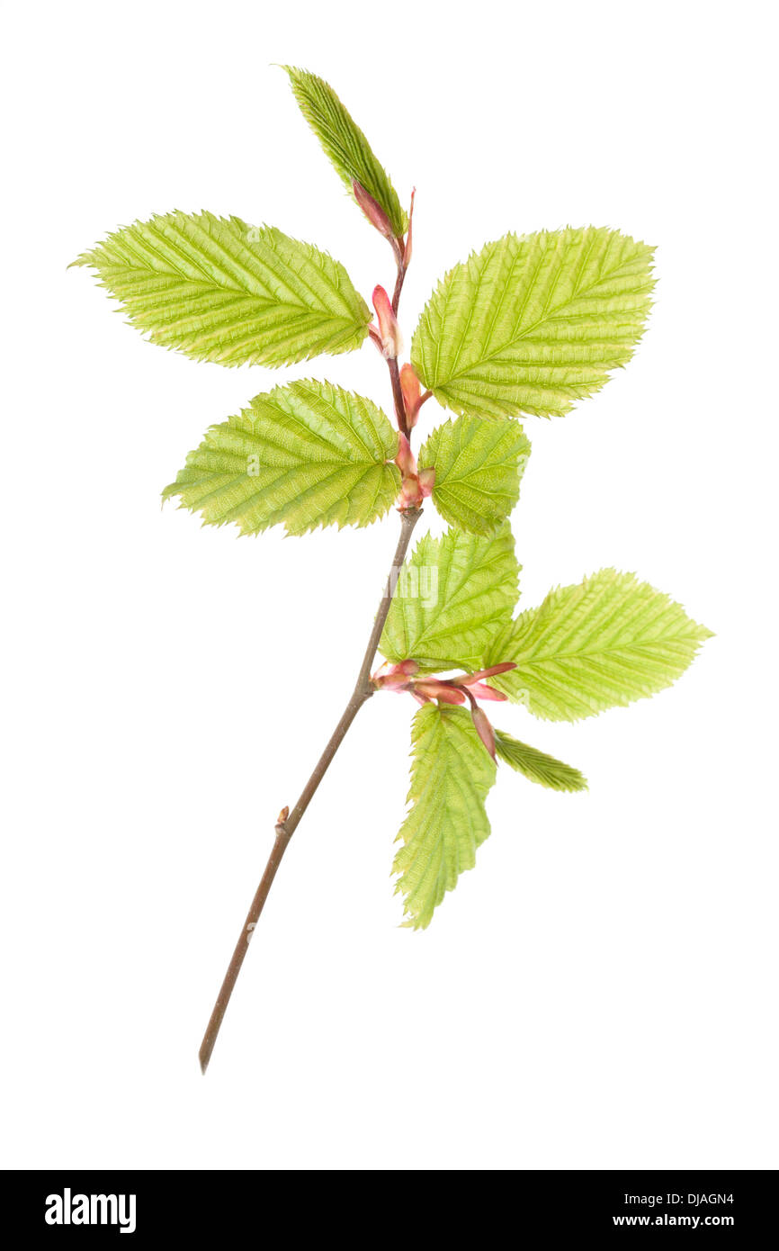 Fresh Green Hornbeam leaves isolated on white background with shallow depth of field Stock Photo