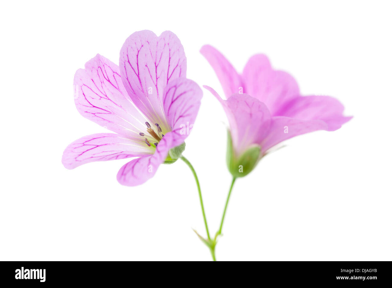 Pink Cranesbill Flowers isolated on white background with shallow depth of field. Stock Photo