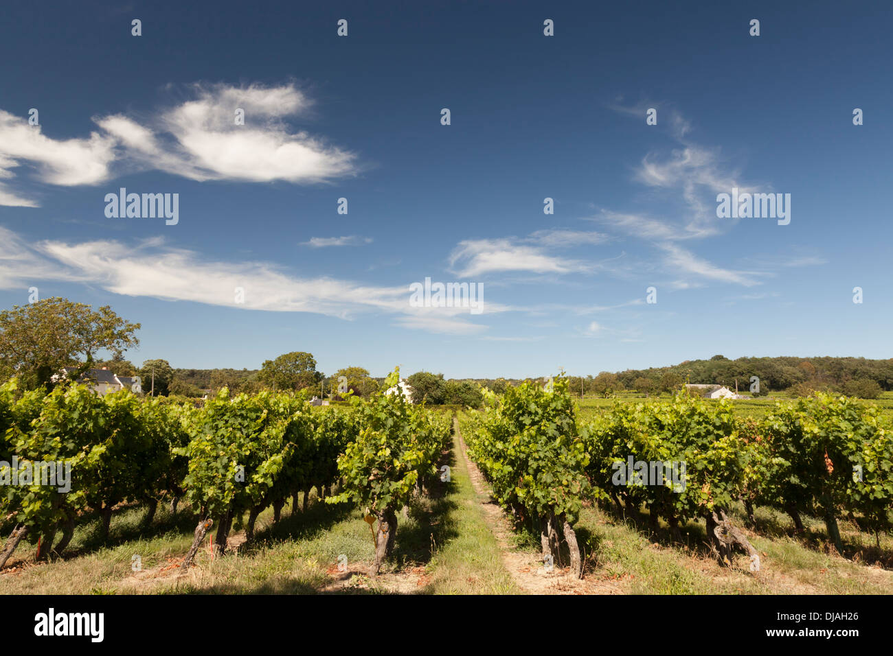 Rows of vines in a French vineyard Stock Photo