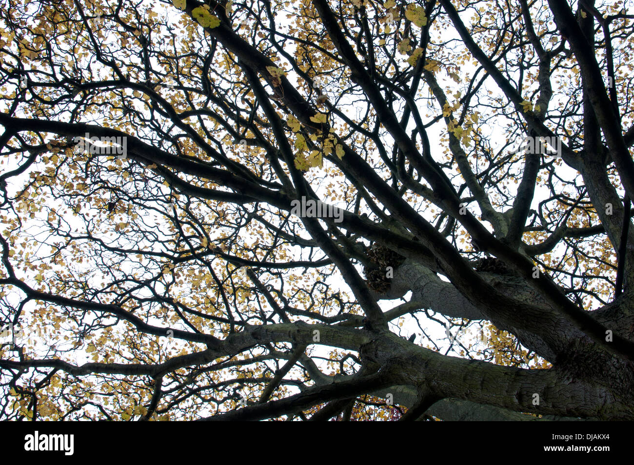 Sycamore tree (Acer pseudoplatanus) in autumn, Jephson Gardens, Leamington Spa, UK Stock Photo