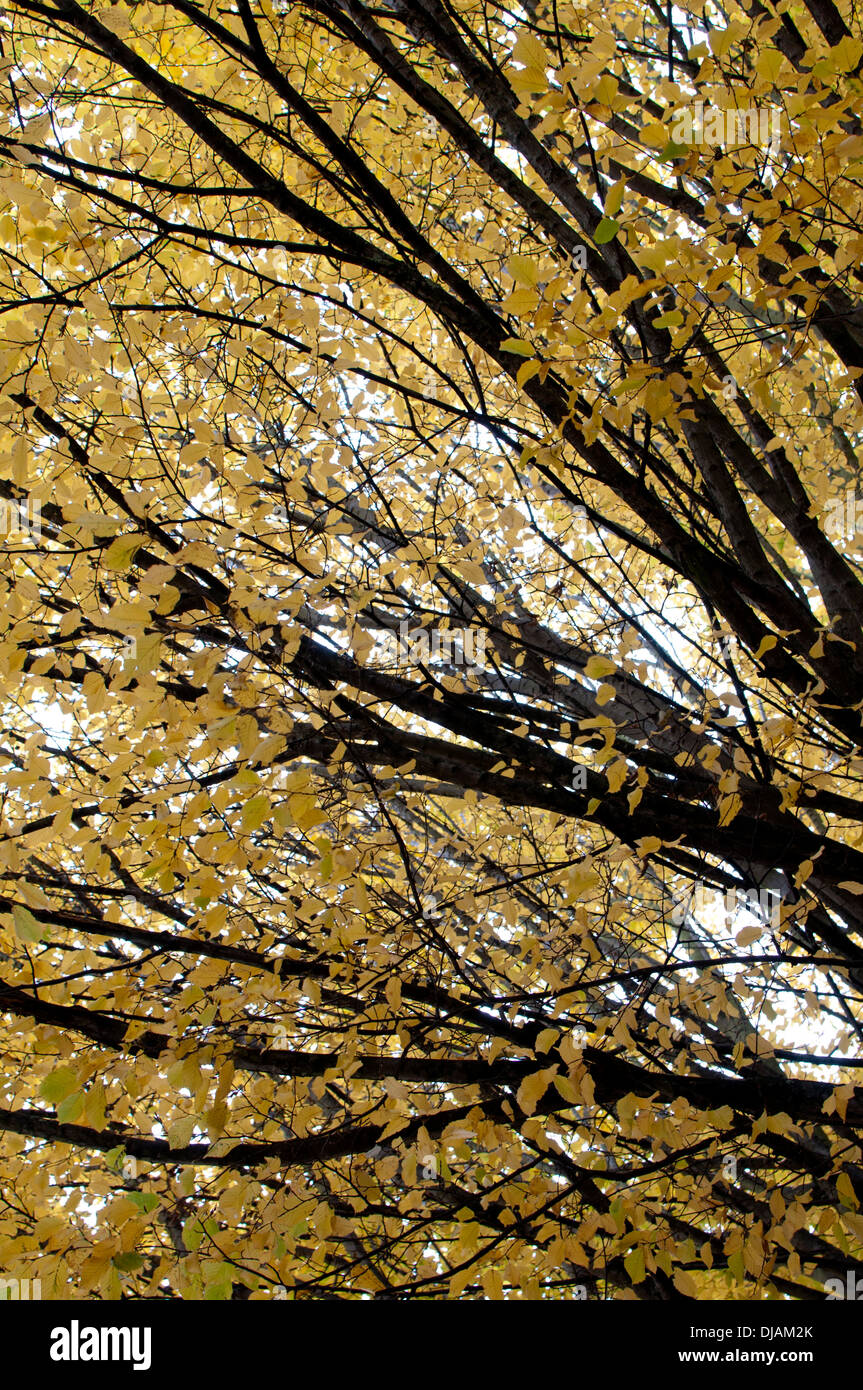 Hornbeam tree (Carpinus betulus) in autumn, Jephson Gardens, Leamington Spa, UK Stock Photo