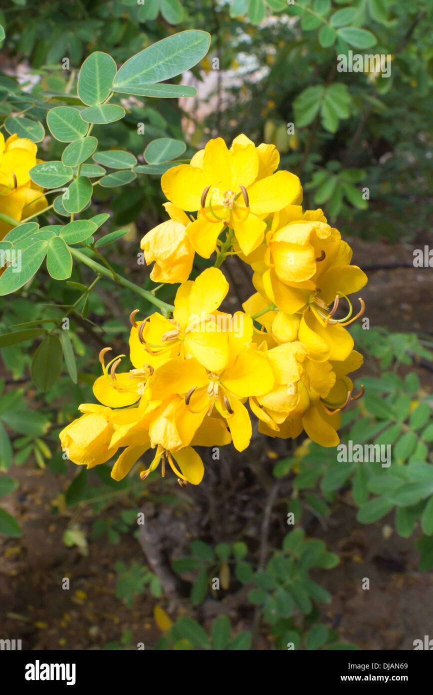 Yellow cassia flower and green foliage. Stock Photo