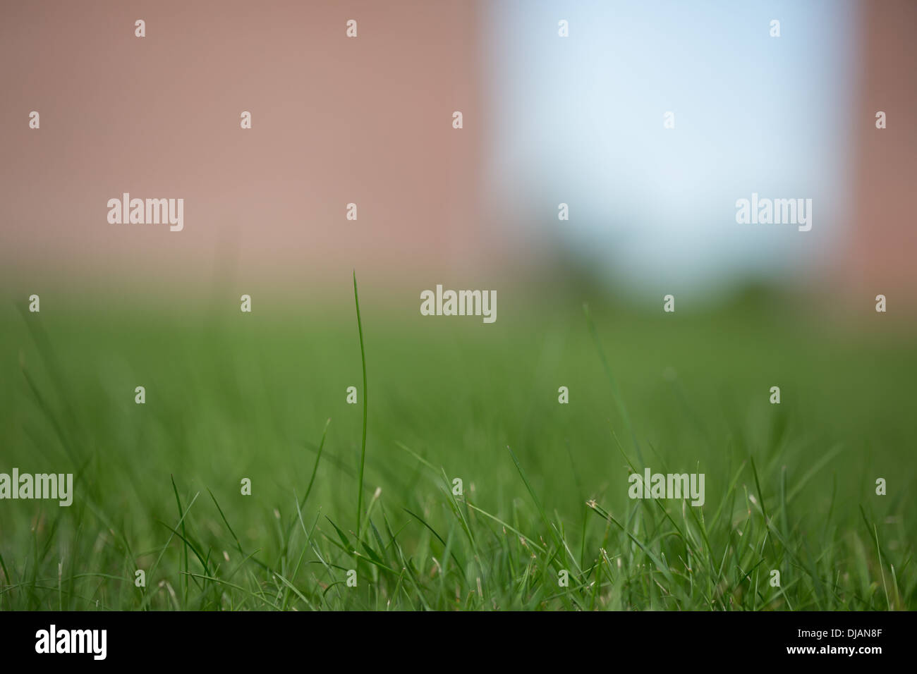 Close up of grass hi-res stock photography and images - Alamy