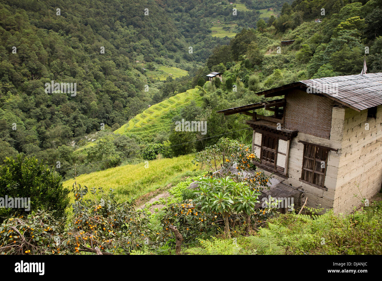 Bhutan, Wangdue Phodrang, small farmhouses amongst steeply sloping terraced fields Stock Photo