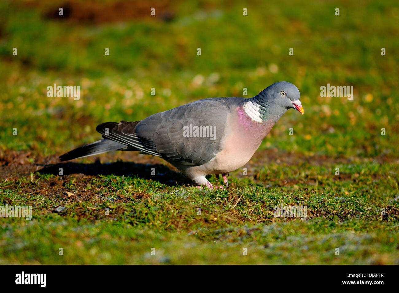 A woodpigeon on a lawn UK Stock Photo