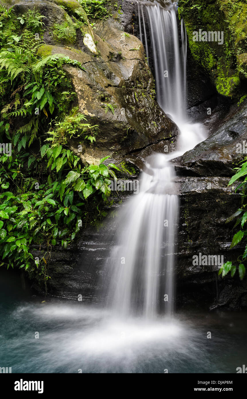 Clean small waterfall in forest hi-res stock photography and images - Alamy