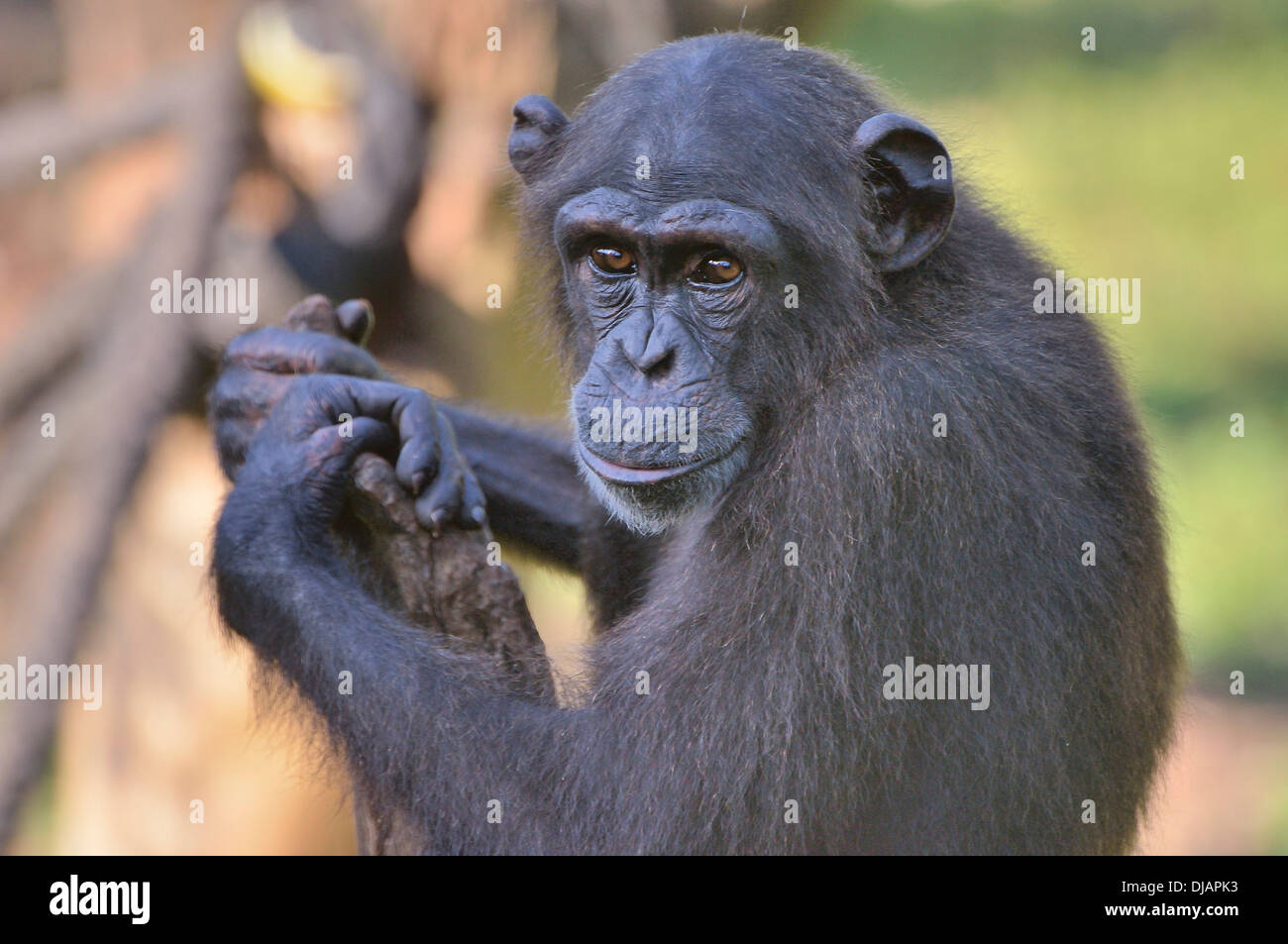 West African Chimpanzee (Pan troglodytes verus), Tacugama Chimpanzee Sanctuary, Province Western Area Tacugama, Sierra Leone Stock Photo