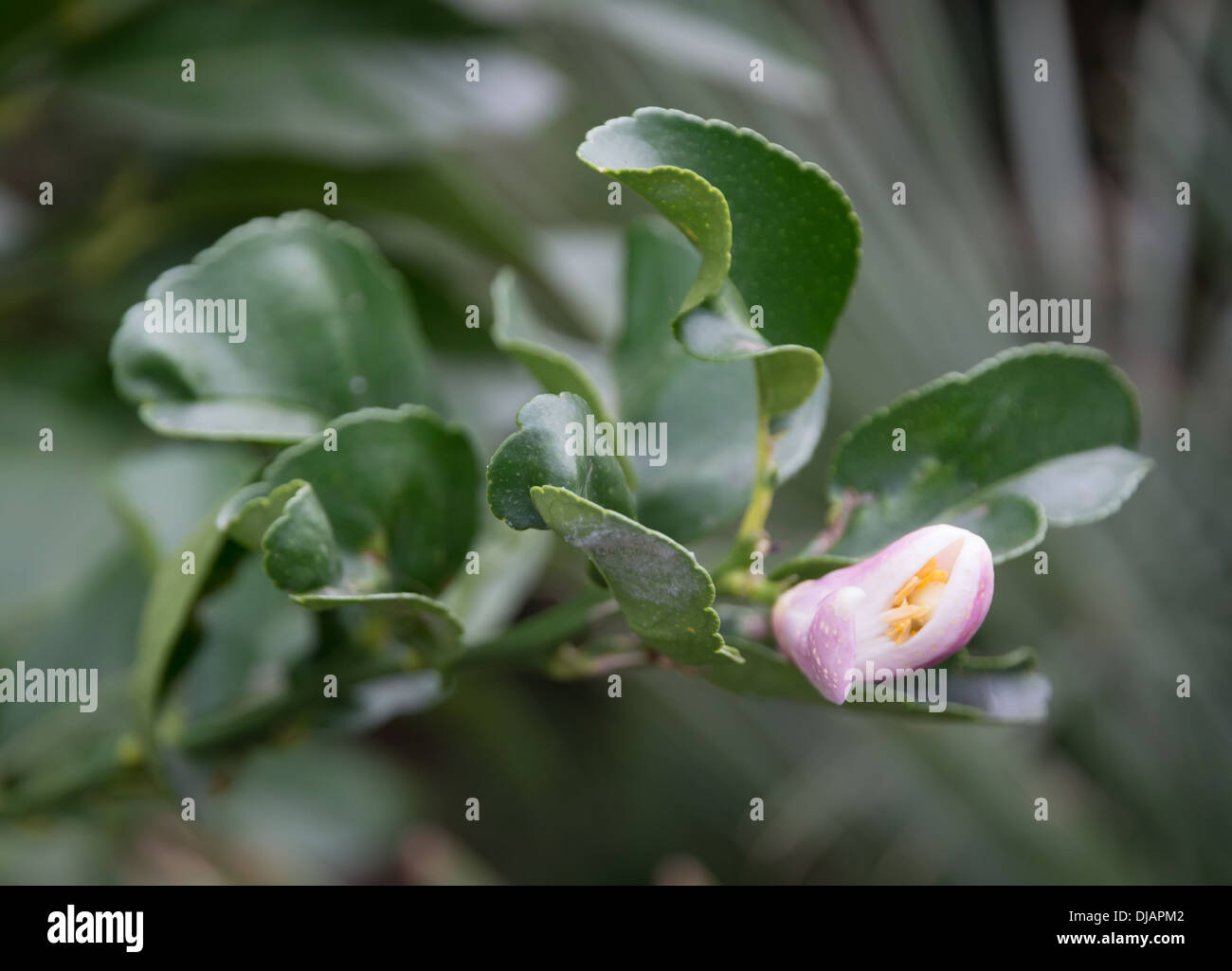 Lemon flower on a tree in October. Stock Photo