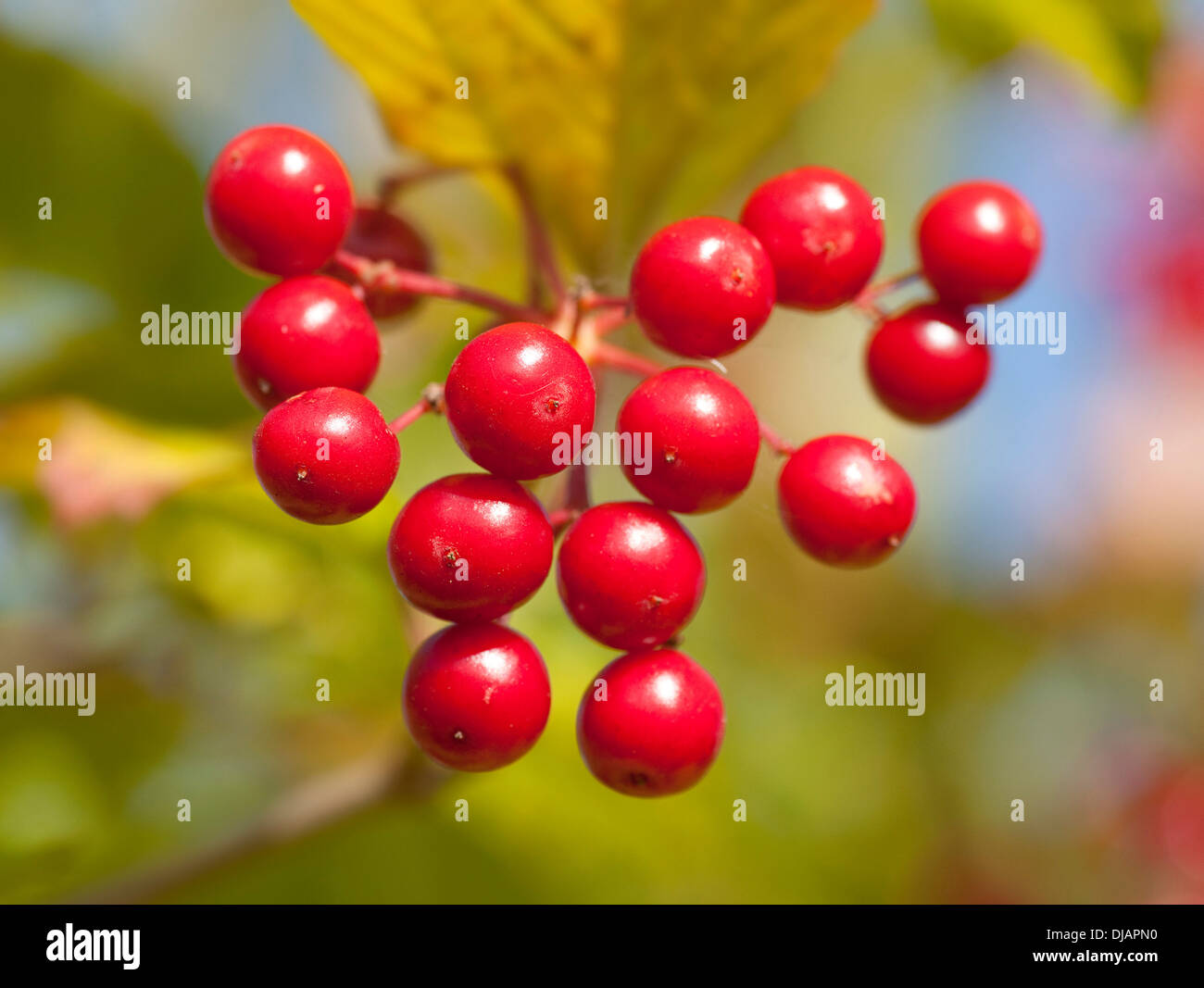 Guelder rose (viburnum opulus) hires stock photography and images Alamy