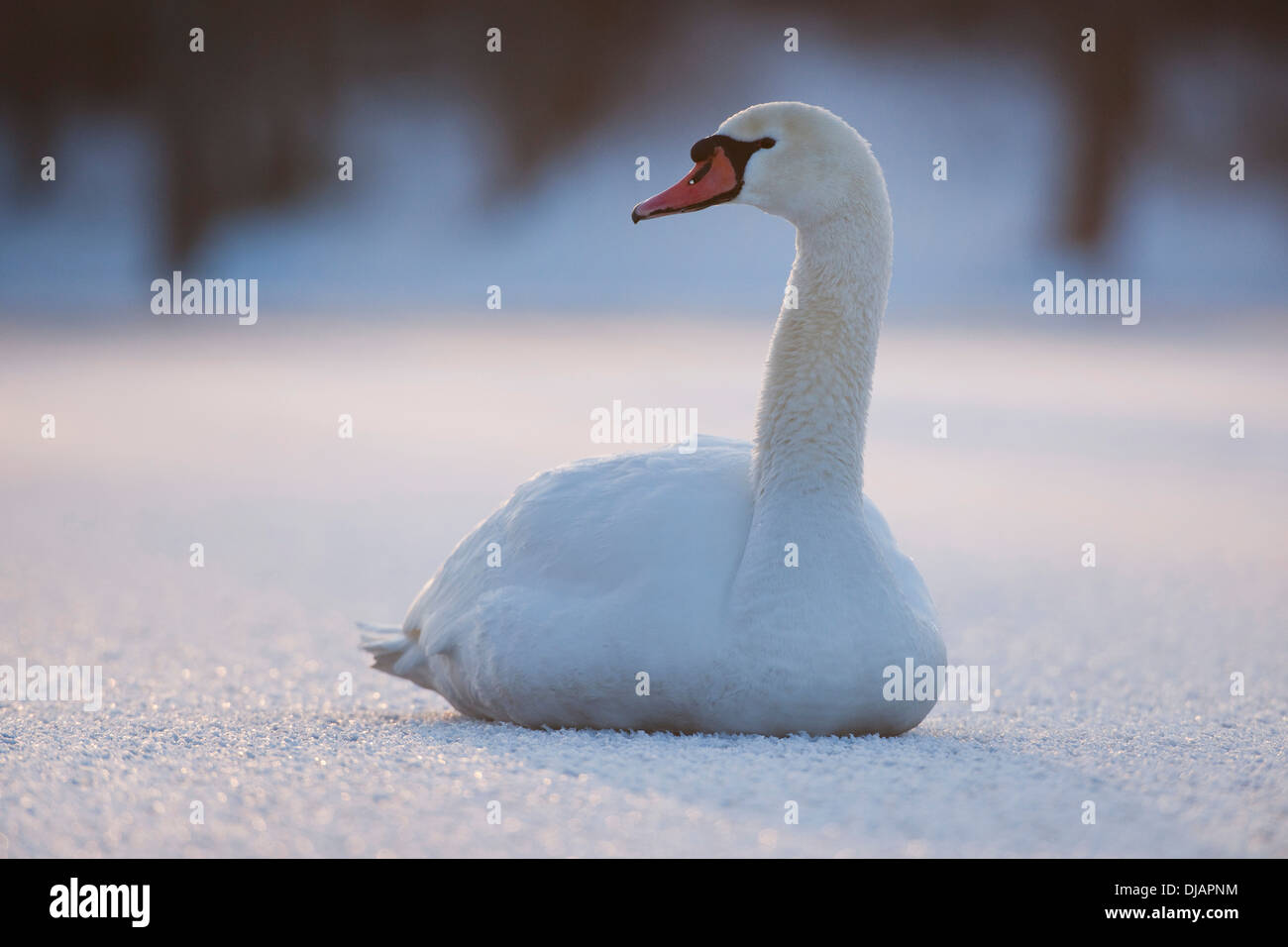 Mute Swan (Cygnus olor) on a frozen pond, Thuringia, Germany Stock Photo