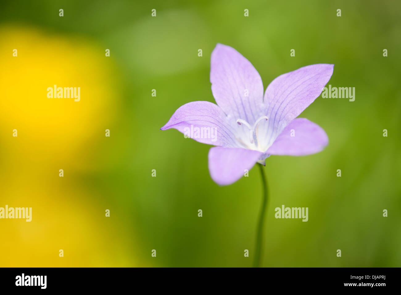 Spreading Bellflower (Campanula patula), flowers, Thuringia, Germany Stock Photo