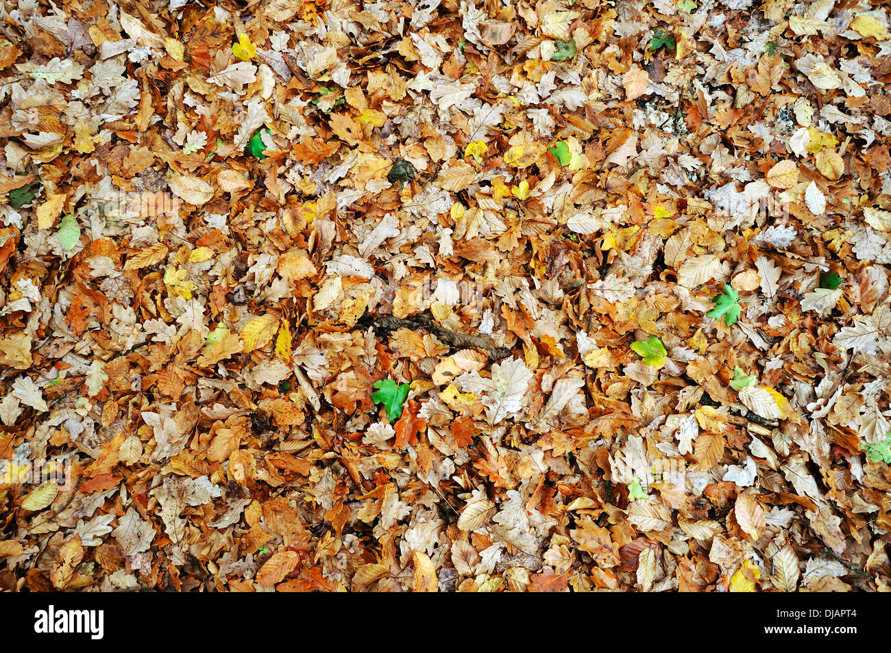 Fallen autumn leaves of an English Oak (Quercus robur), Germany Stock ...