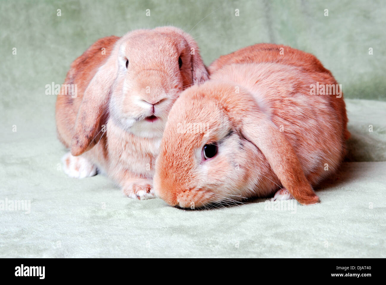 Animals background red bunny domestic hi-res stock photography and images -  Alamy