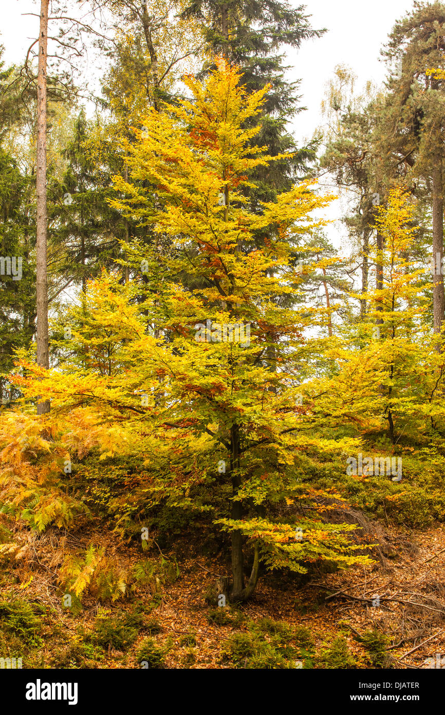 Trees during autumn Stock Photo Alamy